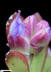 Veronica raoulii. Flower bud showing anterior calyx lobes partly fused and the protruding stigma. Scale = 1 mm.
 Image: P.J. Garnock-Jones © Te Papa CC-BY-NC 3.0 NZ